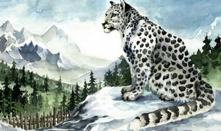  雪豹 